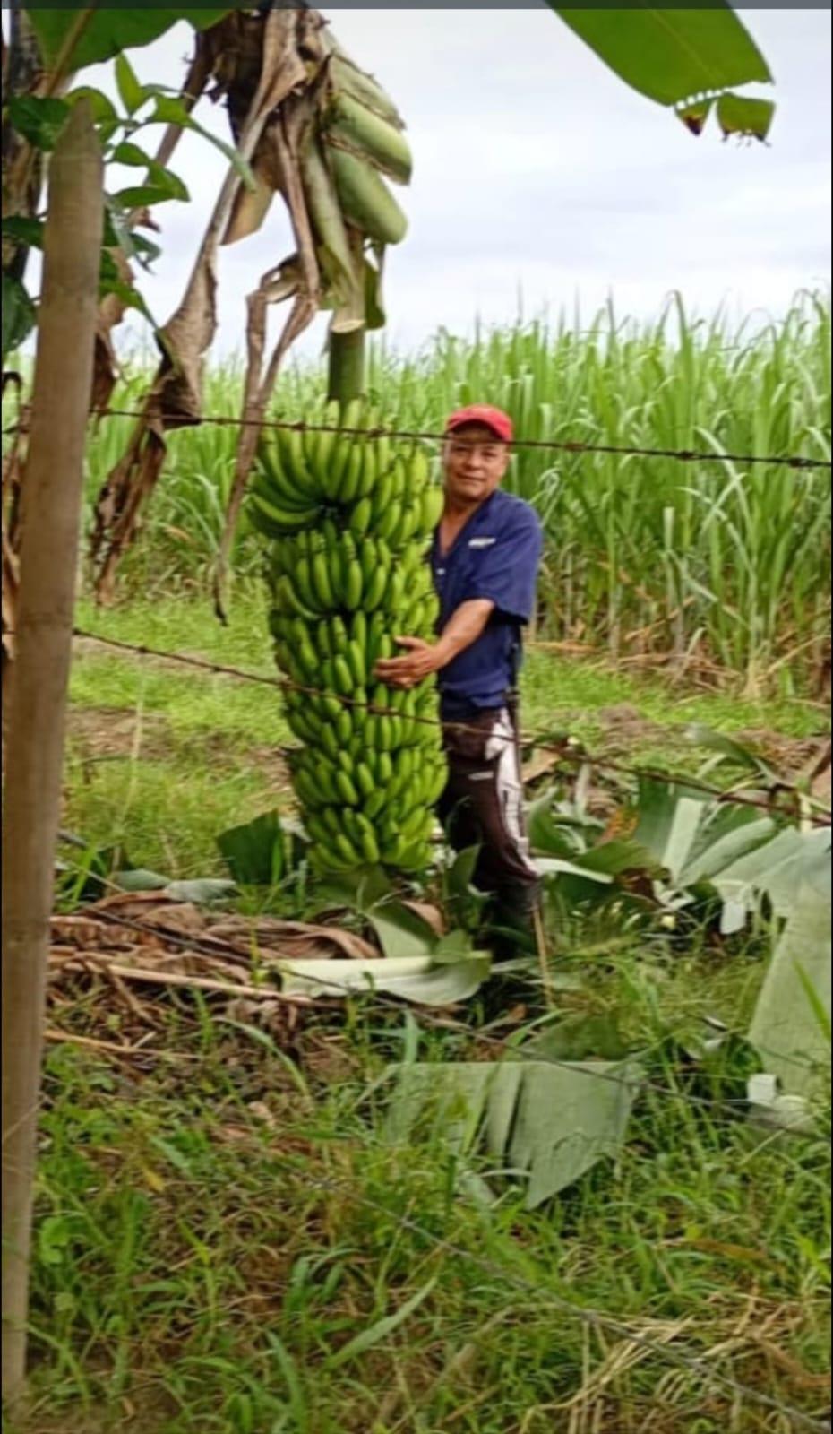 Imagen representativa de Extensión Rural
