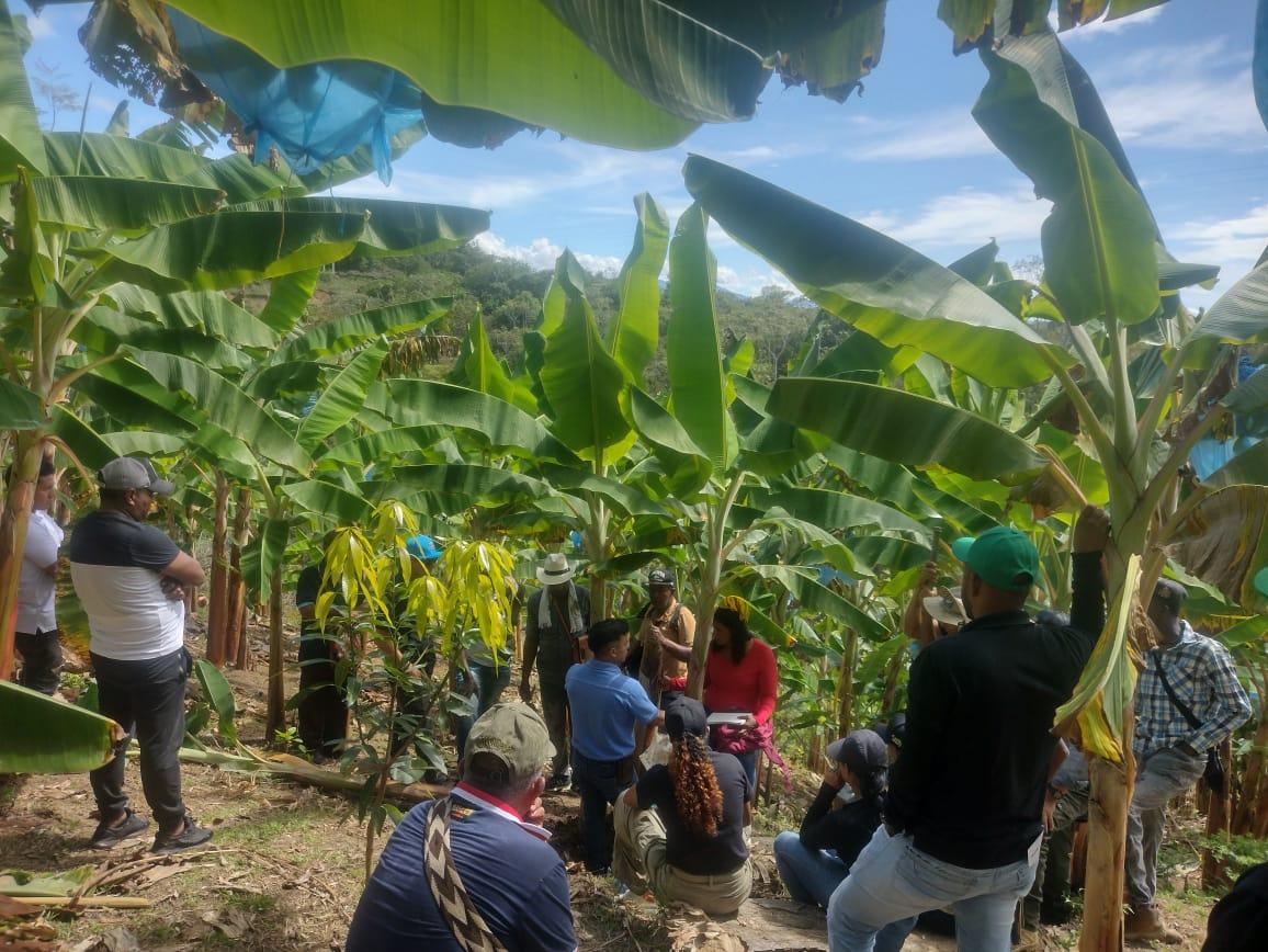 Ingenieros agrónomos en campo caucano